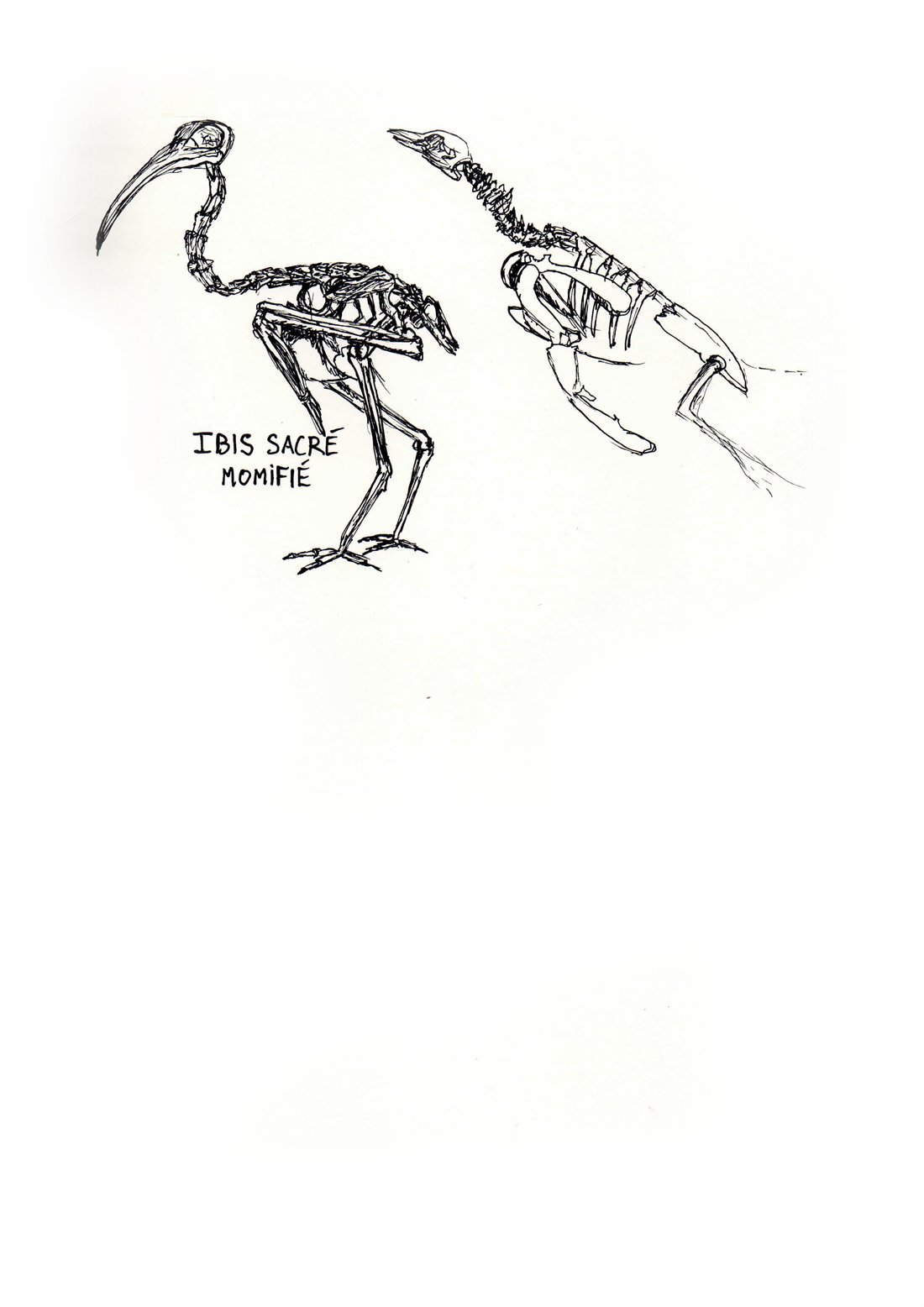Étude à l'encre des squelettes d'un ibis sacré et d'un pingouin